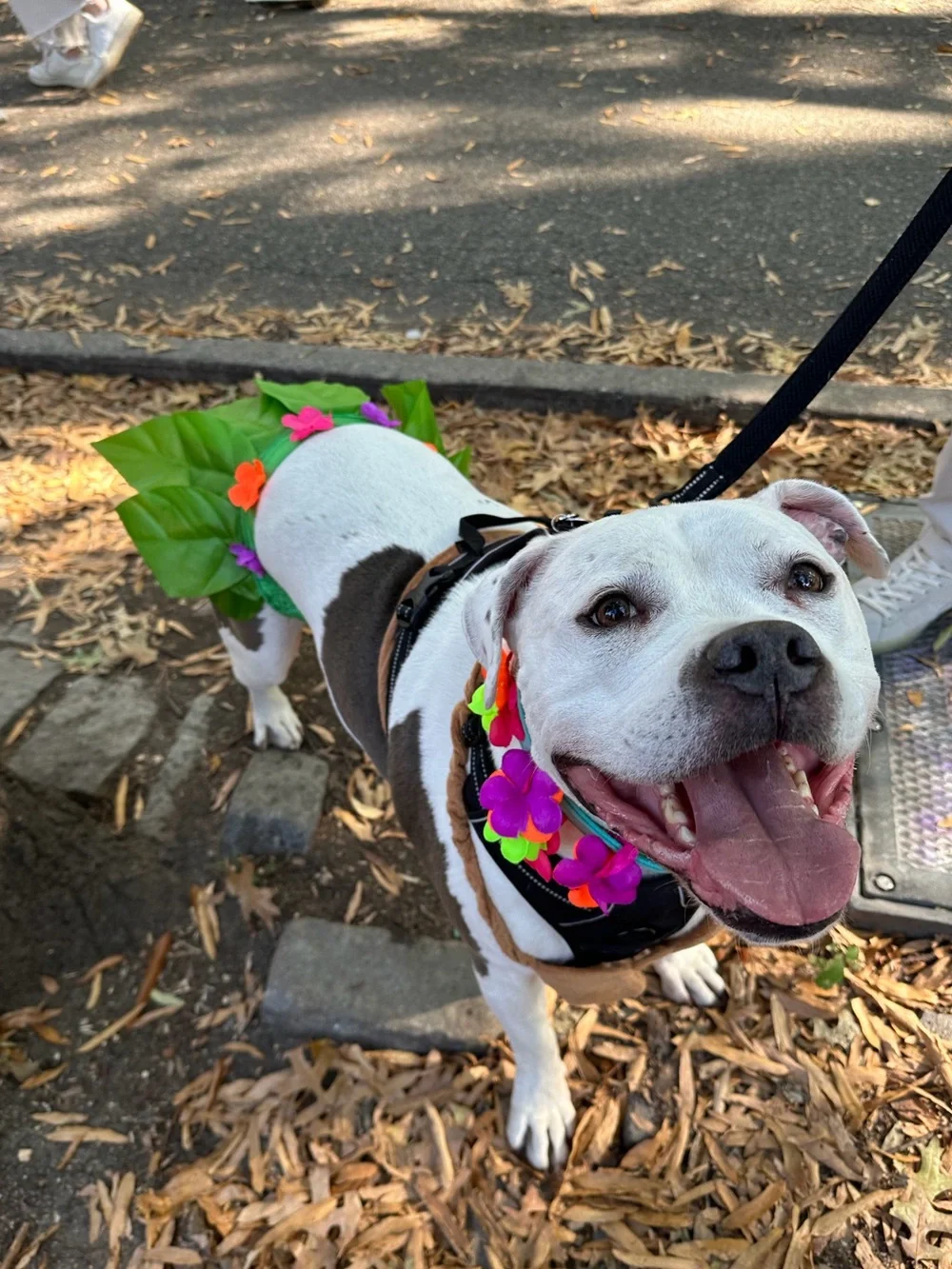Hula Girl Hawaiian Dog Halloween Costume